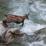 Camoscio che guada un torrente - Foto F. Borgogno